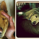 The Nurturing of One Crazy Nala