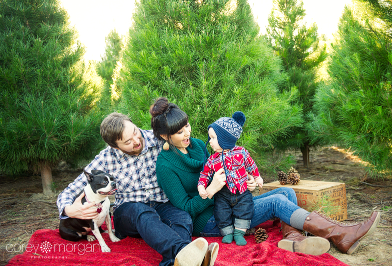 the collins family adorable at the tree farm south the collins family adorable at the tree farm south