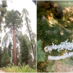 Sequoia National Park Wedding. Sarah and Robert. Beetle Rock Wedding